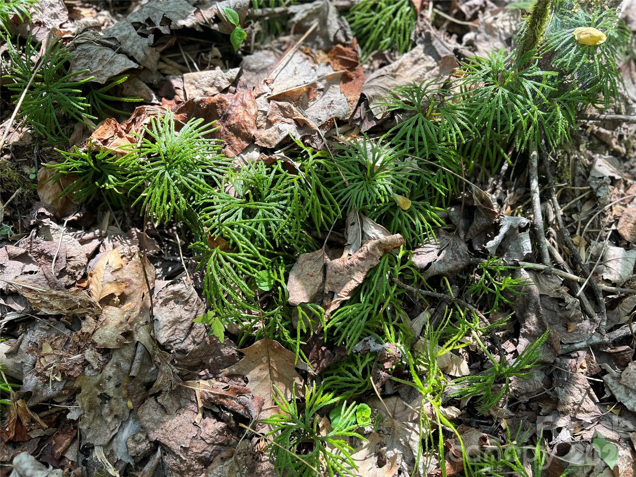 Lot at Lot# 34 Buckeye Creek Road, Beech Mountain, photo 5 of 23
