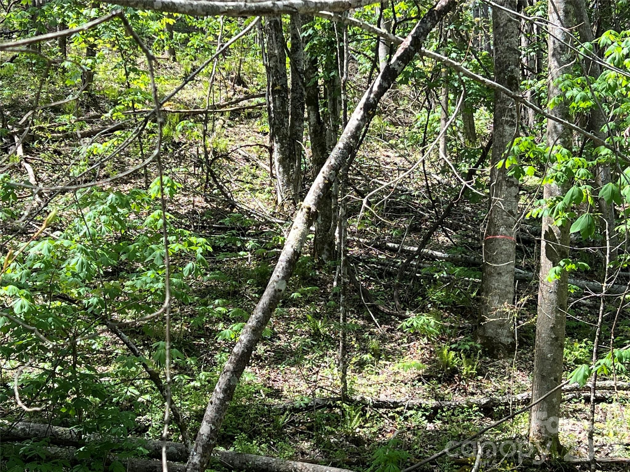 Property Lines Marked Too! - Lot# 34 Buckeye Creek Road, Beech Mountain