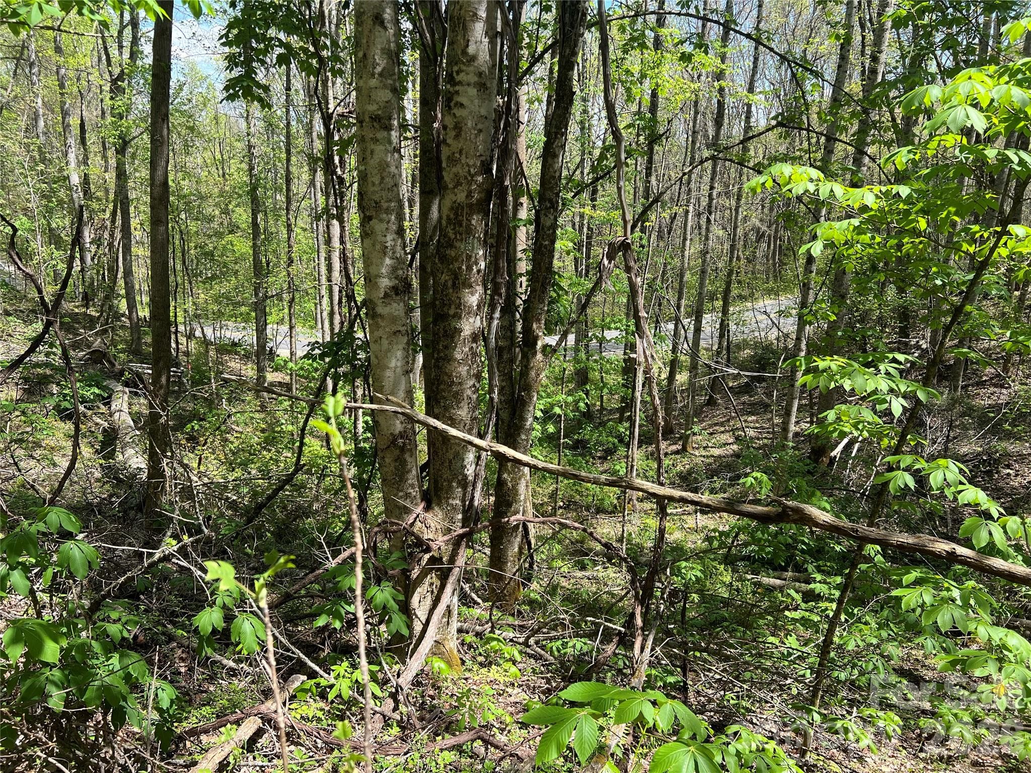 Looking Towards Road - Lot# 34 Buckeye Creek Road, Beech Mountain