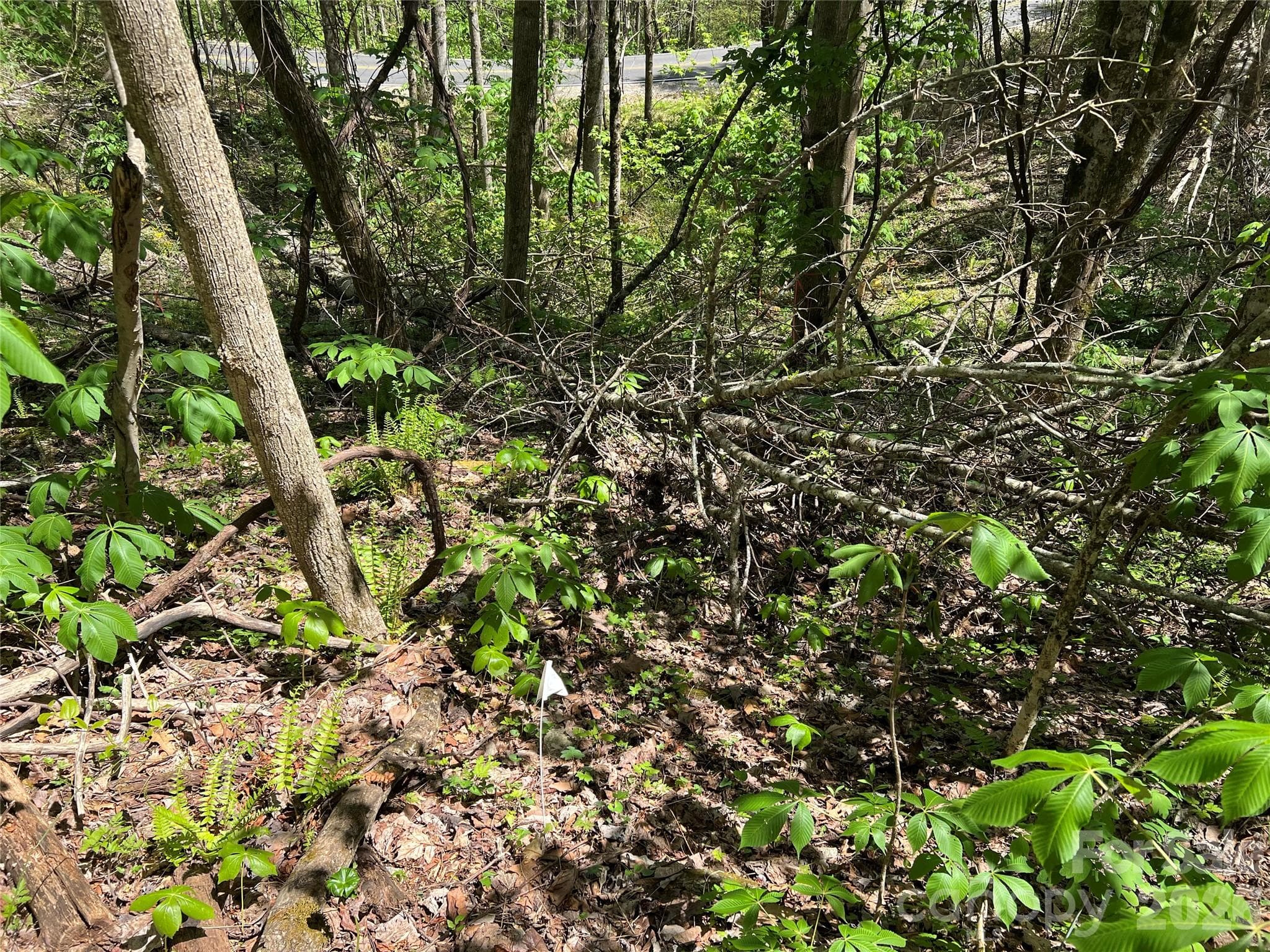 A Few Downed Trees From Helene - Lot# 34 Buckeye Creek Road, Beech Mountain