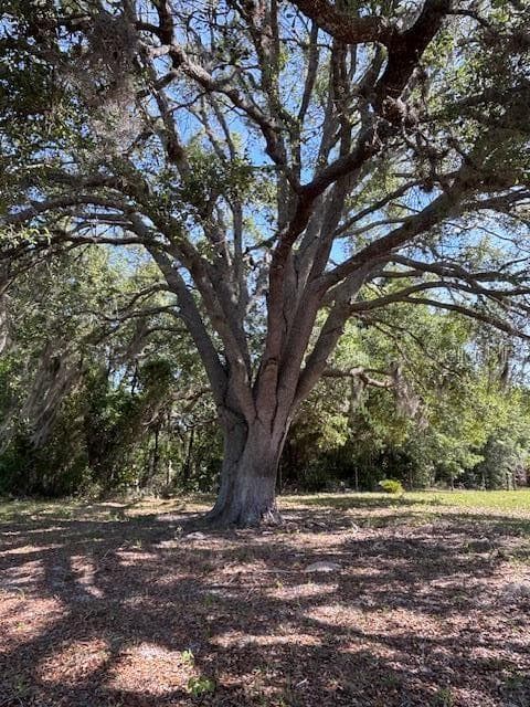 beautiful tree in side yard - 10250 NW 67TH PL, CHIEFLAND