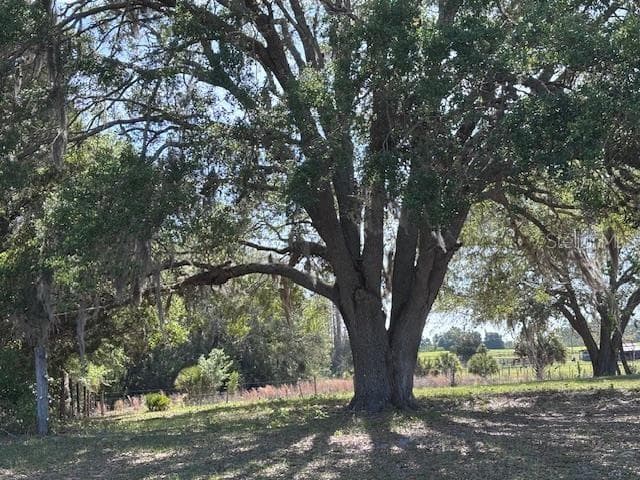 another beautiful tree in side yard - 10250 NW 67TH PL, CHIEFLAND