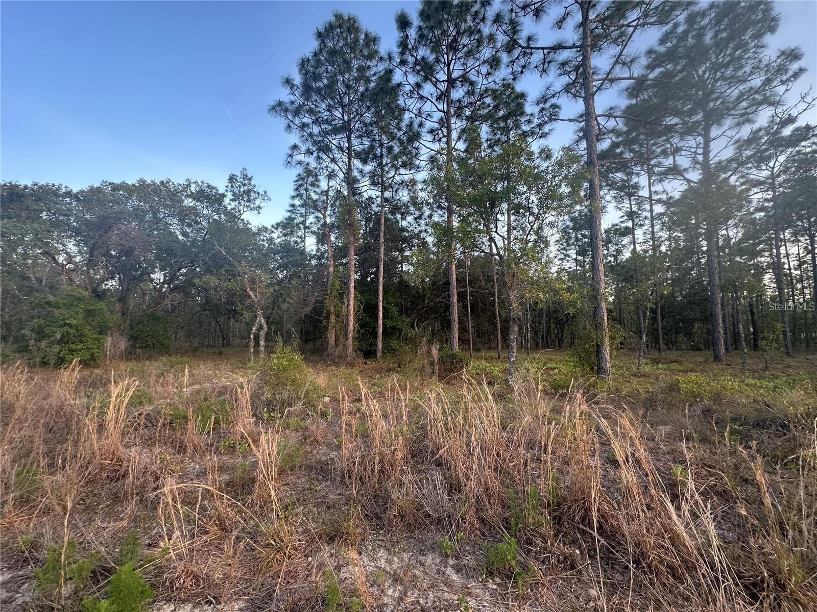 Land at LOT 3 NW AMBERJACK AVE., DUNNELLON, photo 3 of 3