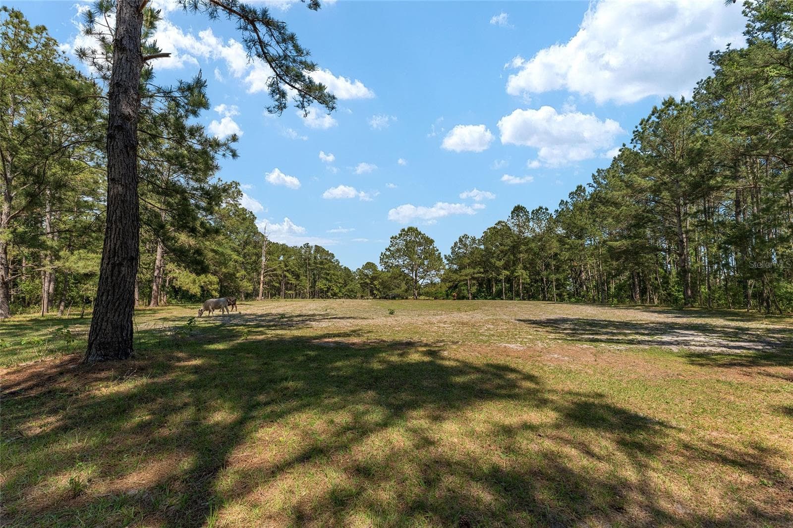 Farm at 15120 SE 85TH ST, OCKLAWAHA, photo 47 of 55