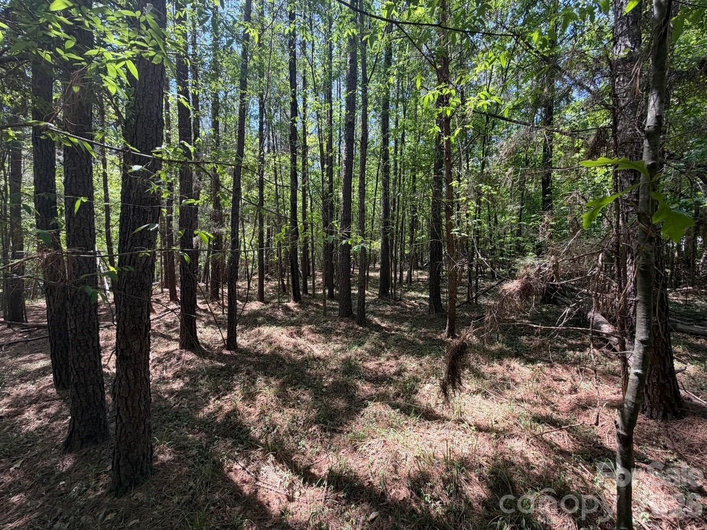 Lot at 7 AC Terry Drive Highway, Union, photo 5 of 37
