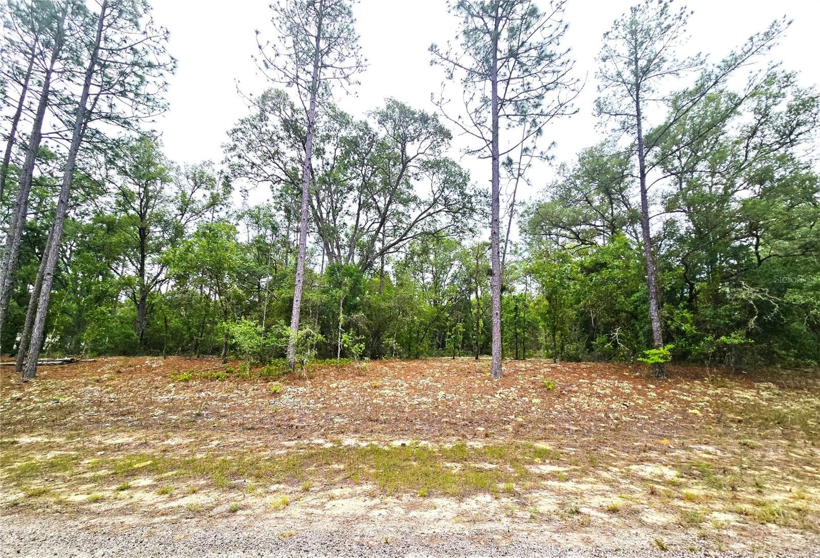 576 E NEMO DR