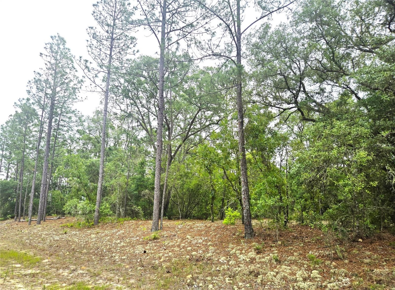 Land at 576 E NEMO DR, DUNNELLON, photo 4 of 8