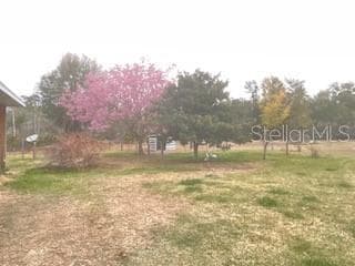 Landscape trees - 32420 COUNTY ROAD 473, LEESBURG
