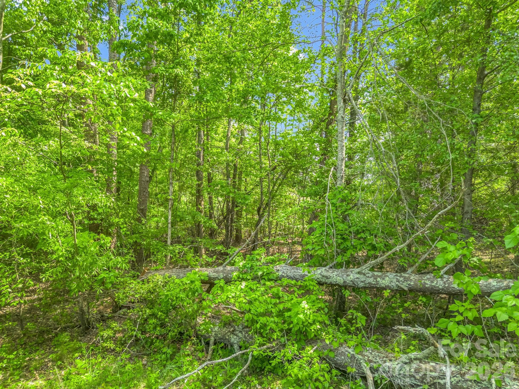 Acreage at 00 Smith Grove Road, Forest City, photo 8 of 20