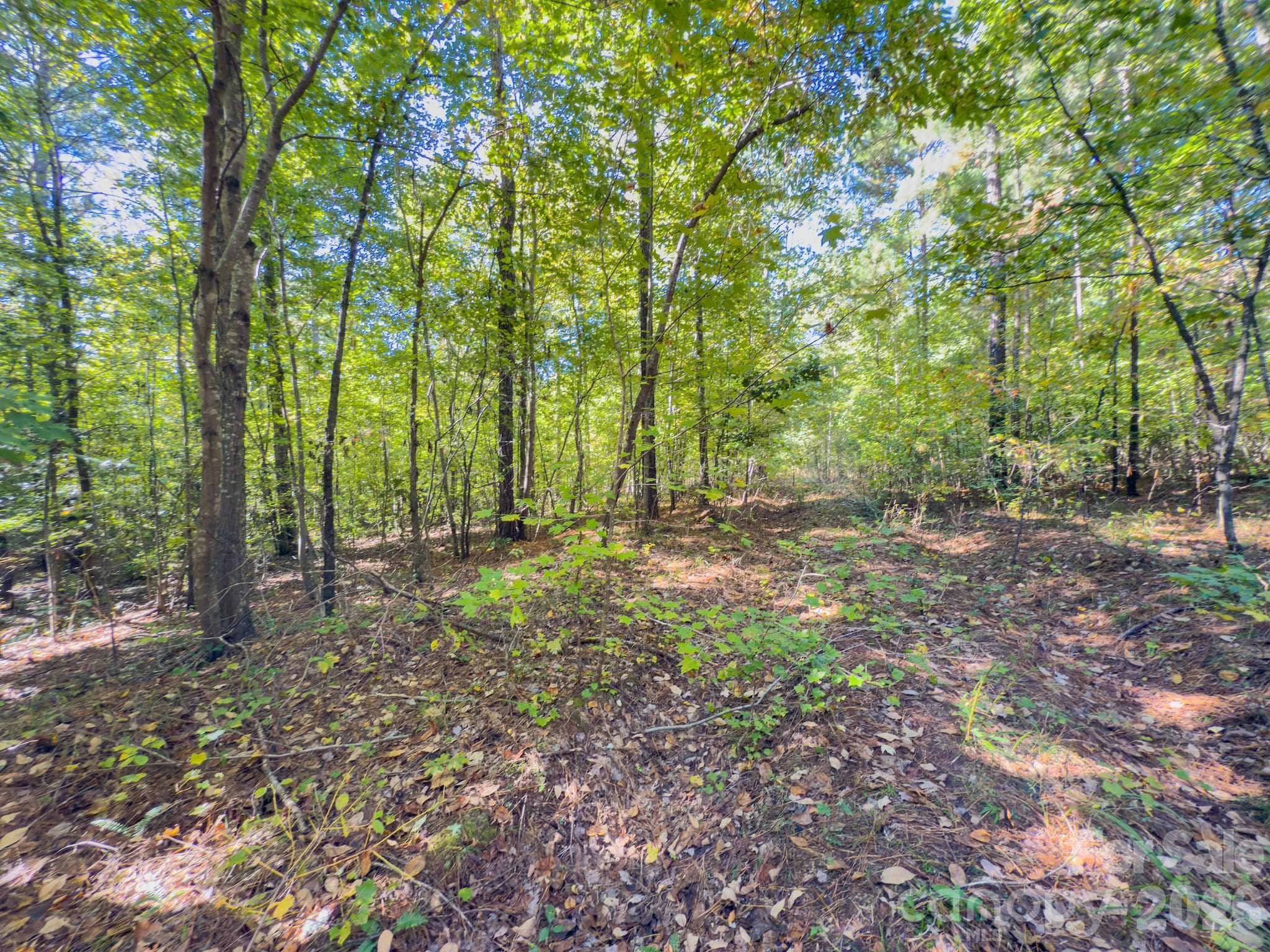 Acreage at 0 Hwy 731 Highway E, Candor, photo 6 of 48