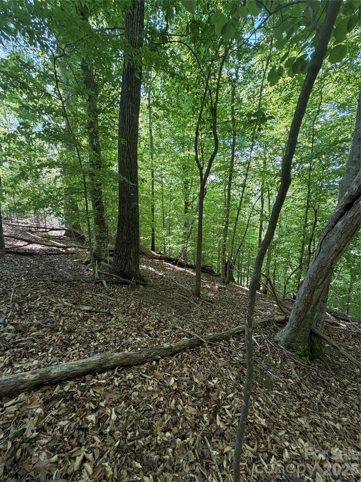 Lot at Rutherfordton, photo 11 of 20