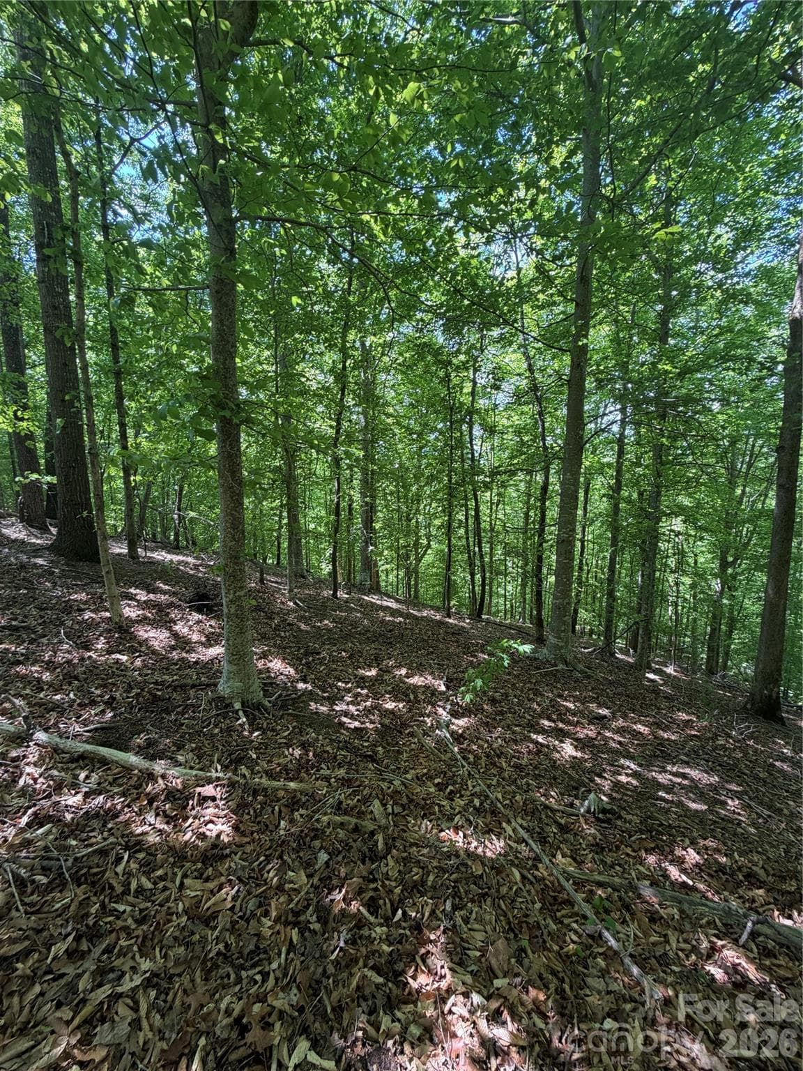 Lot at Rutherfordton, photo 17 of 20