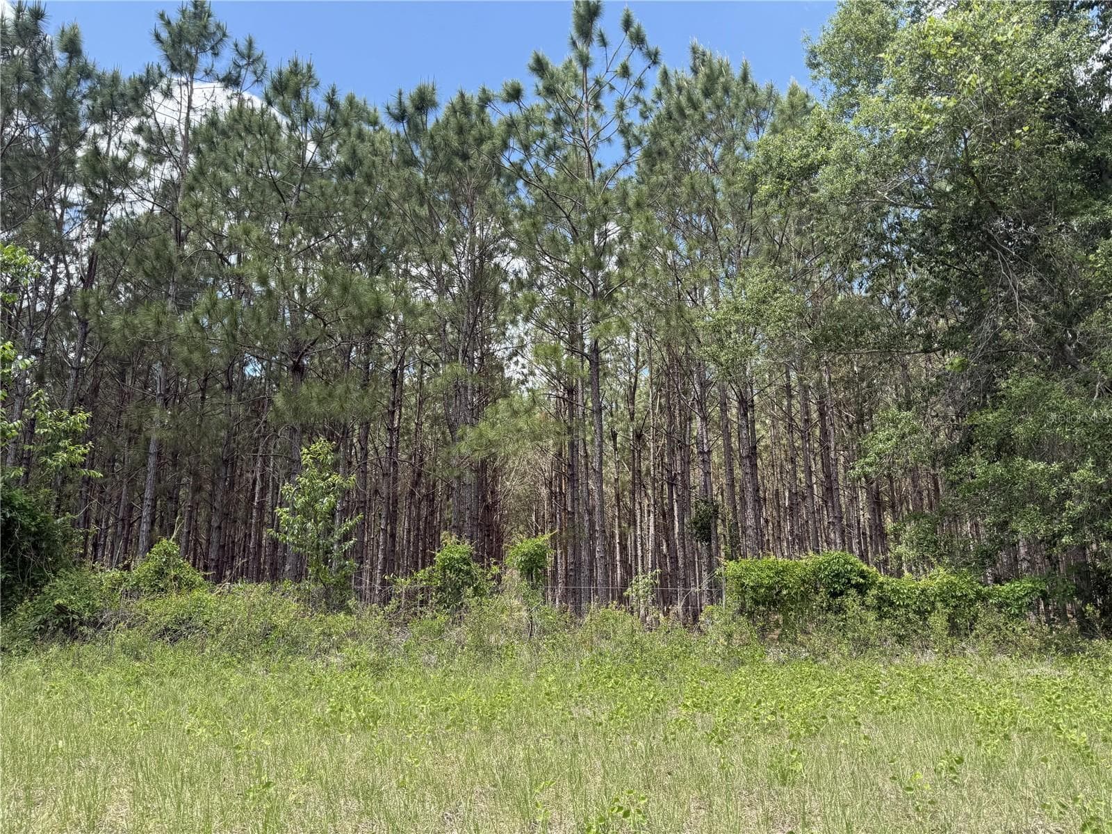 Land at 0 NW 140TH ST, CHIEFLAND, photo 11 of 33