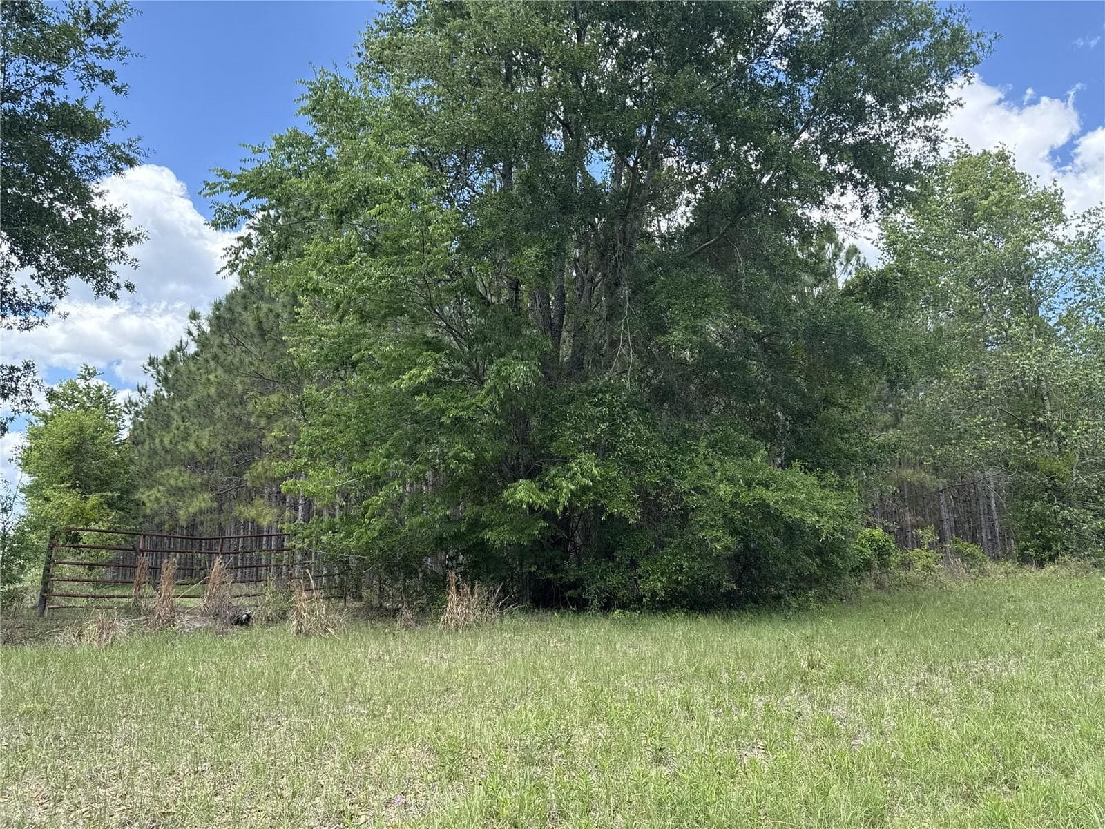 Land at 0 NW 140TH ST, CHIEFLAND, photo 17 of 33