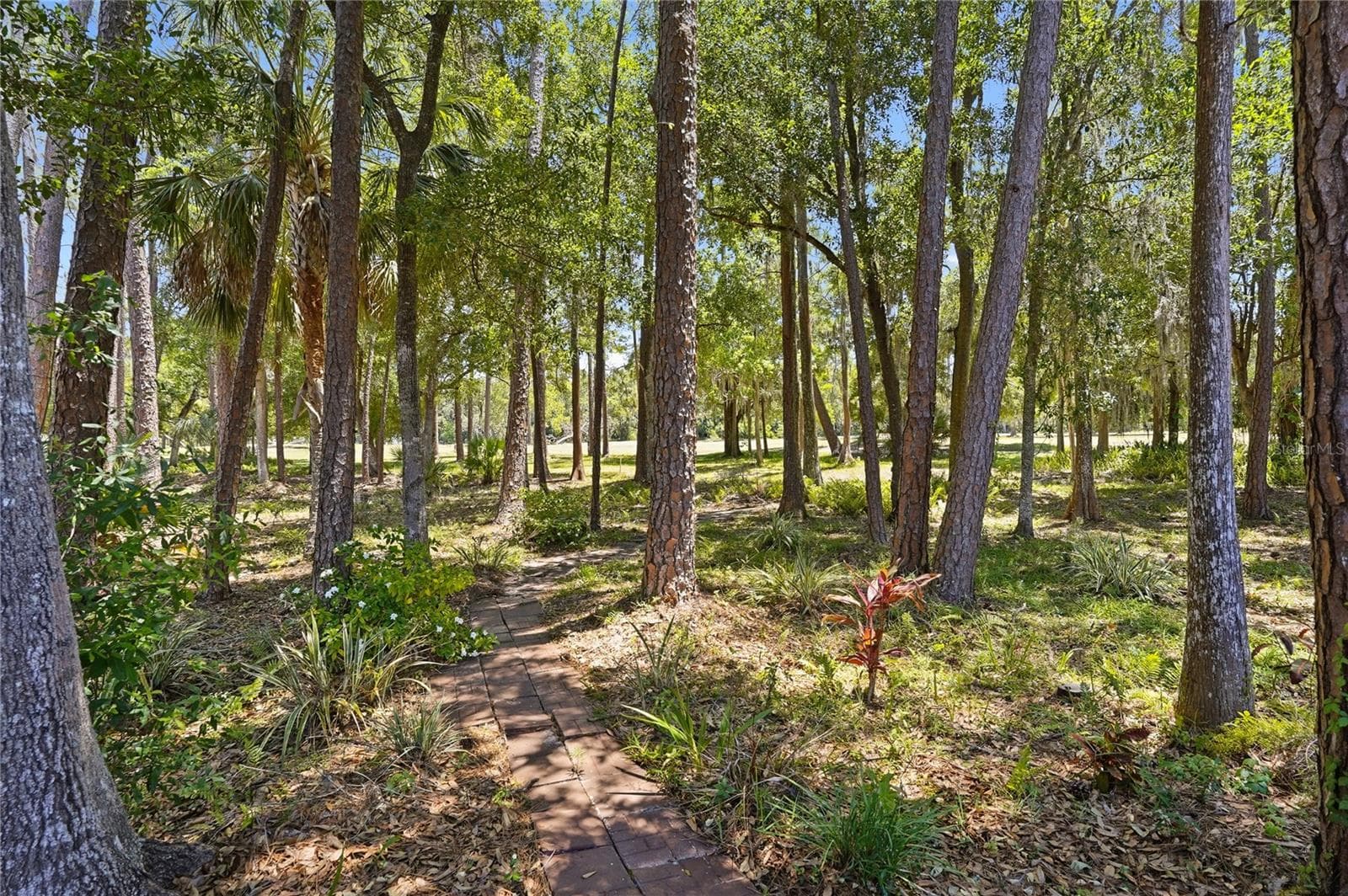 Back Yard View - 3071 BOLT DR, PALM HARBOR