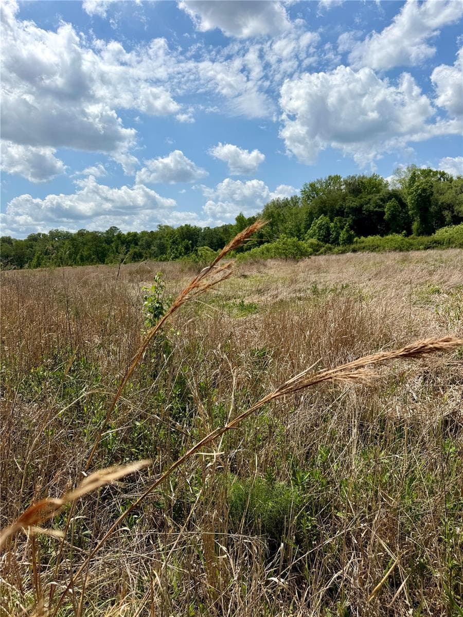 Land at 16500 NE 48TH AVE, CITRA, photo 7 of 17