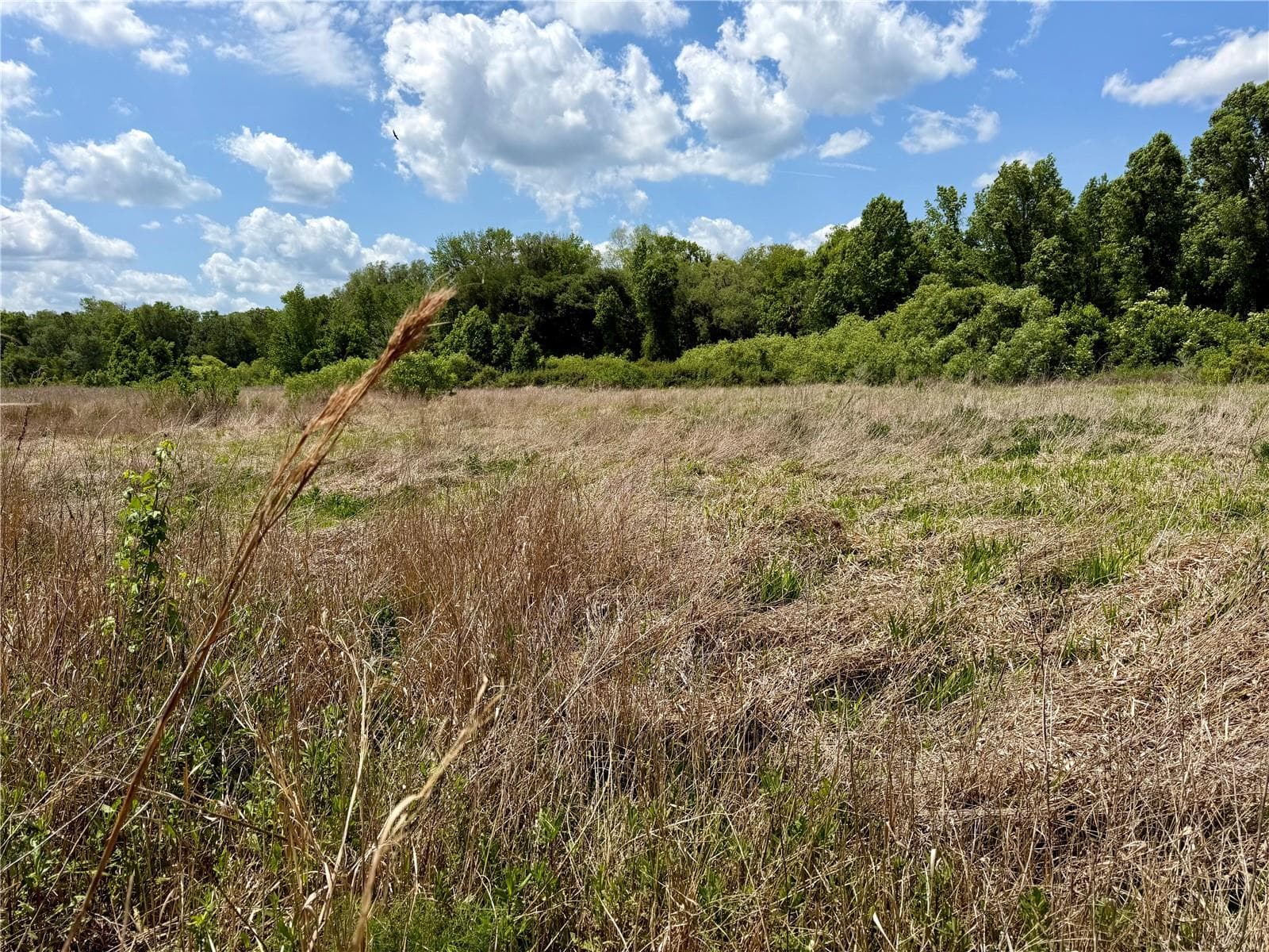 Land at 16500 NE 48TH AVE, CITRA, photo 8 of 17
