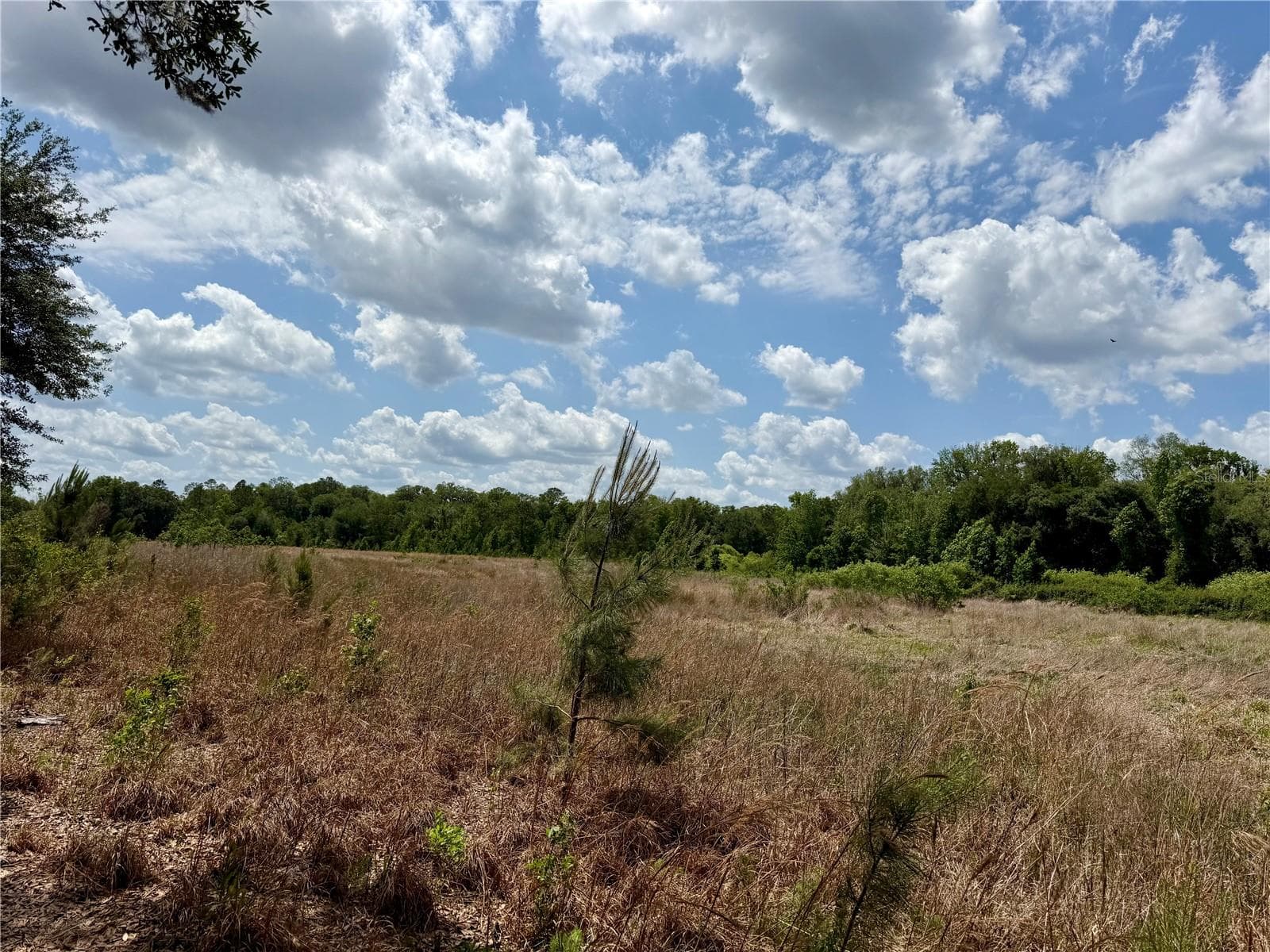 Land at 16500 NE 48TH AVE, CITRA, photo 9 of 17