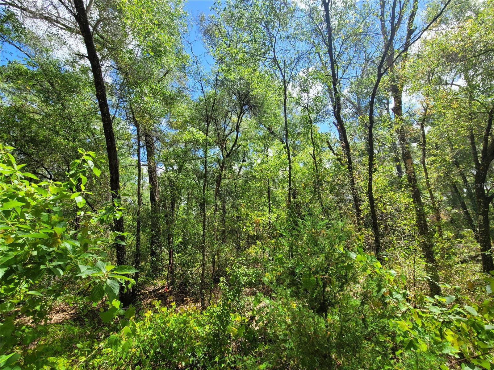 Land at 910 FERNCREEK AVE, INVERNESS, photo 3 of 5