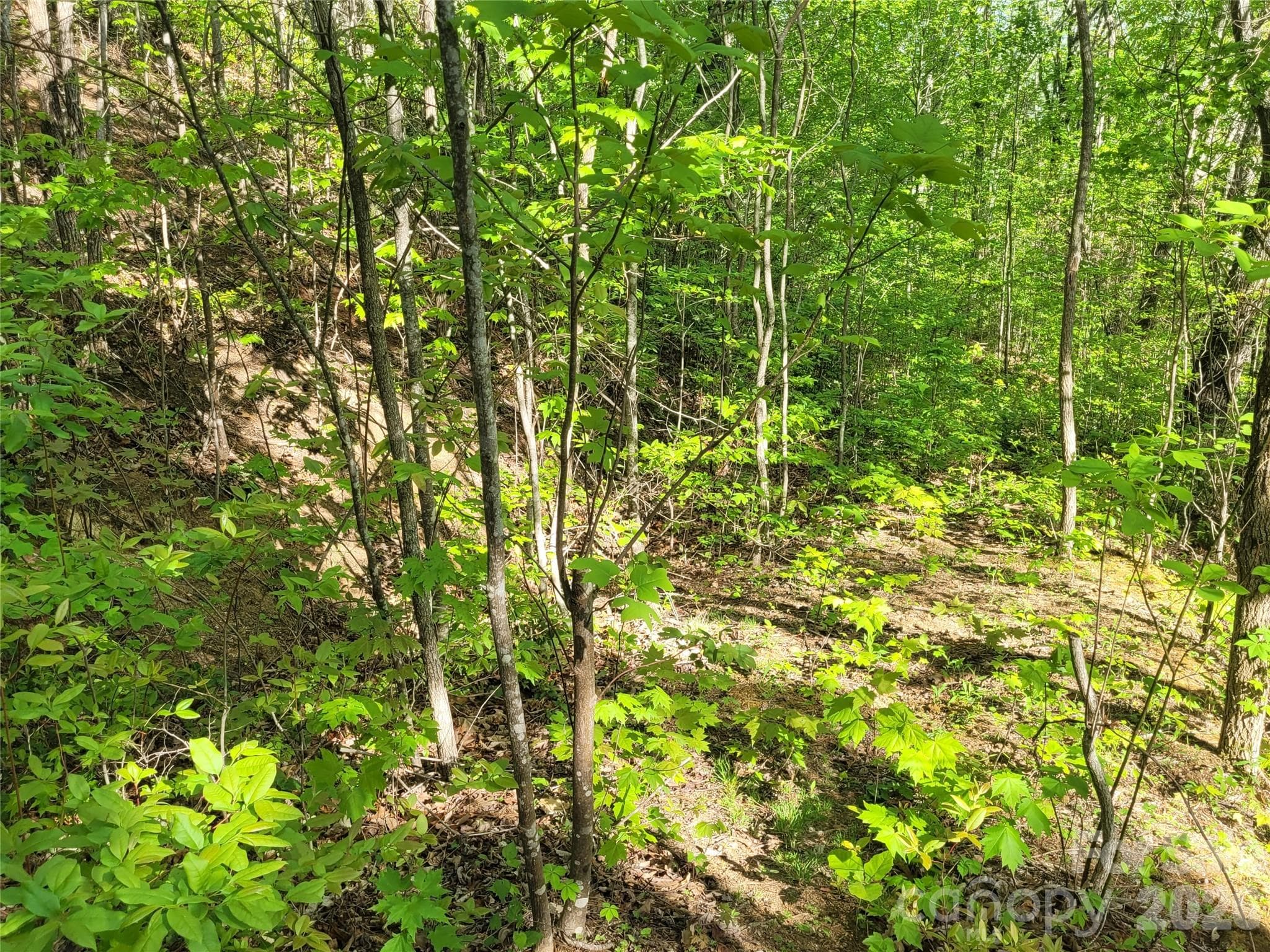Build Site #1 - Waynesville