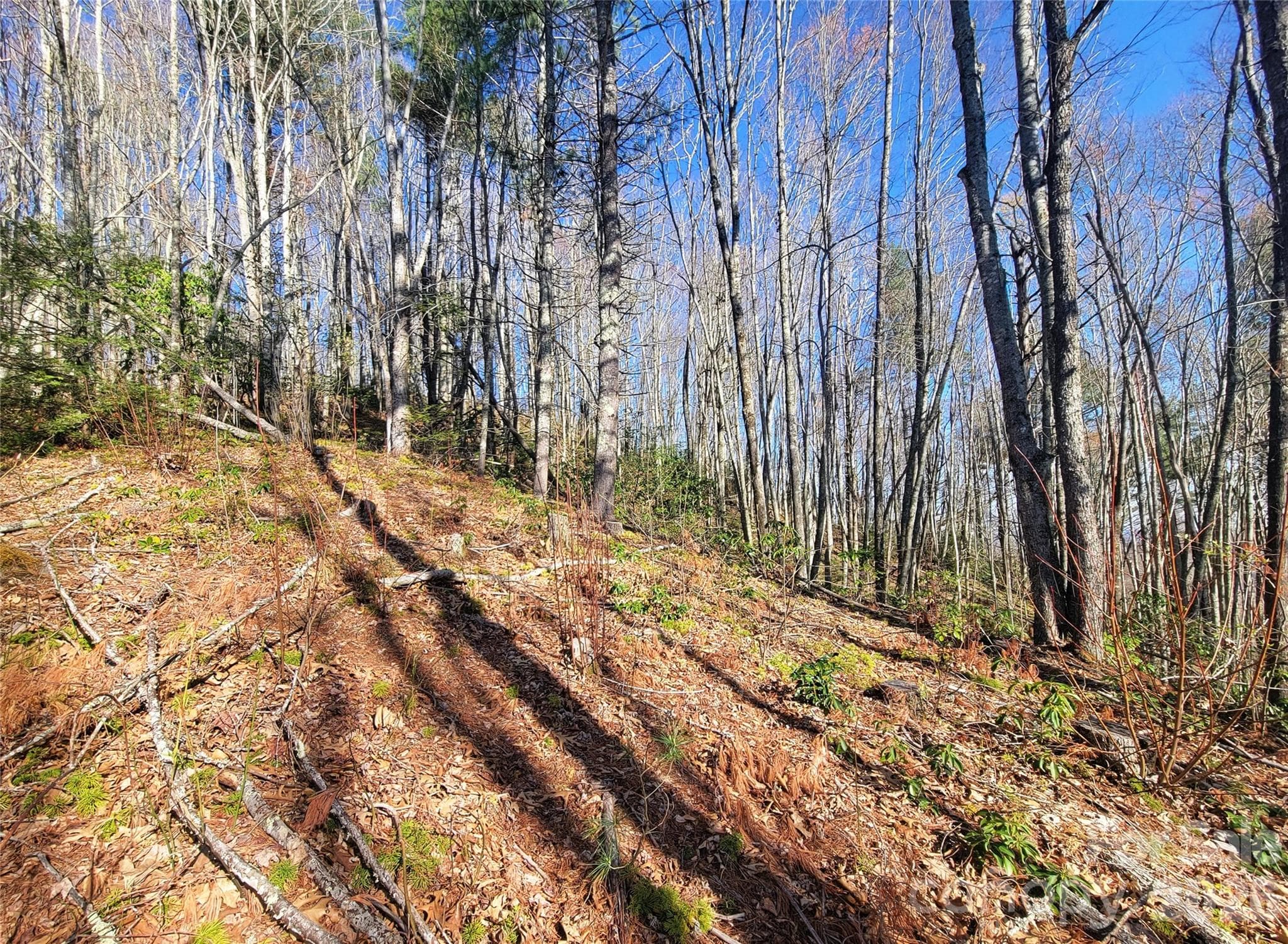 Lot at 111 Digging Seng Trail, Waynesville, photo 8 of 23