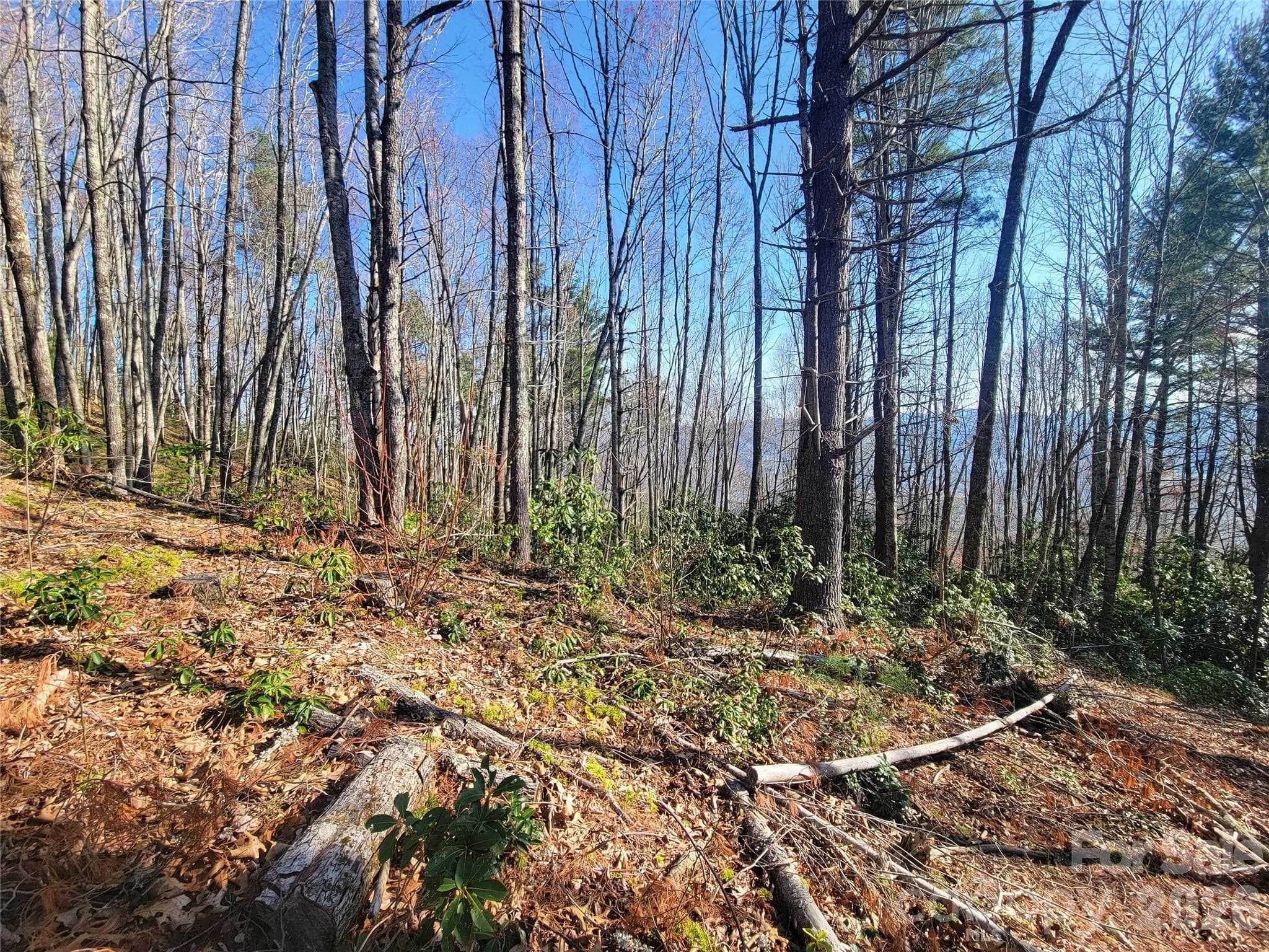 Lot at 111 Digging Seng Trail, Waynesville, photo 10 of 23