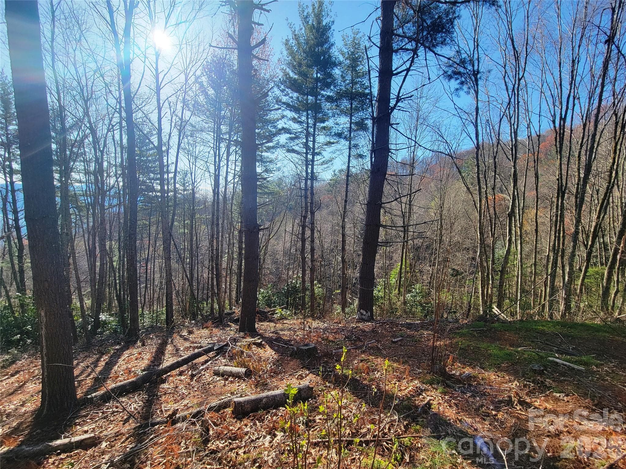 Lot at 111 Digging Seng Trail, Waynesville, photo 13 of 23