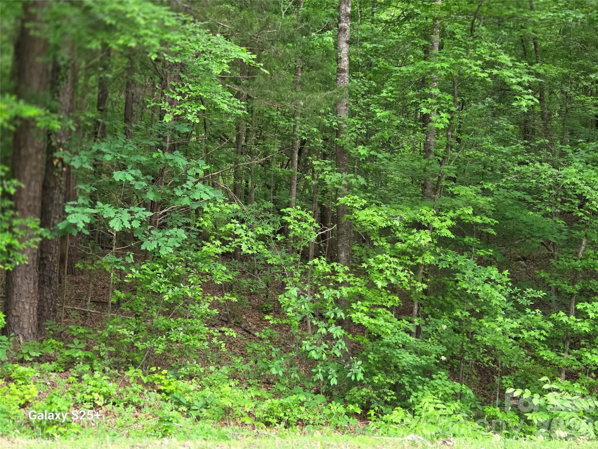 Acreage at Albemarle, photo 8 of 9