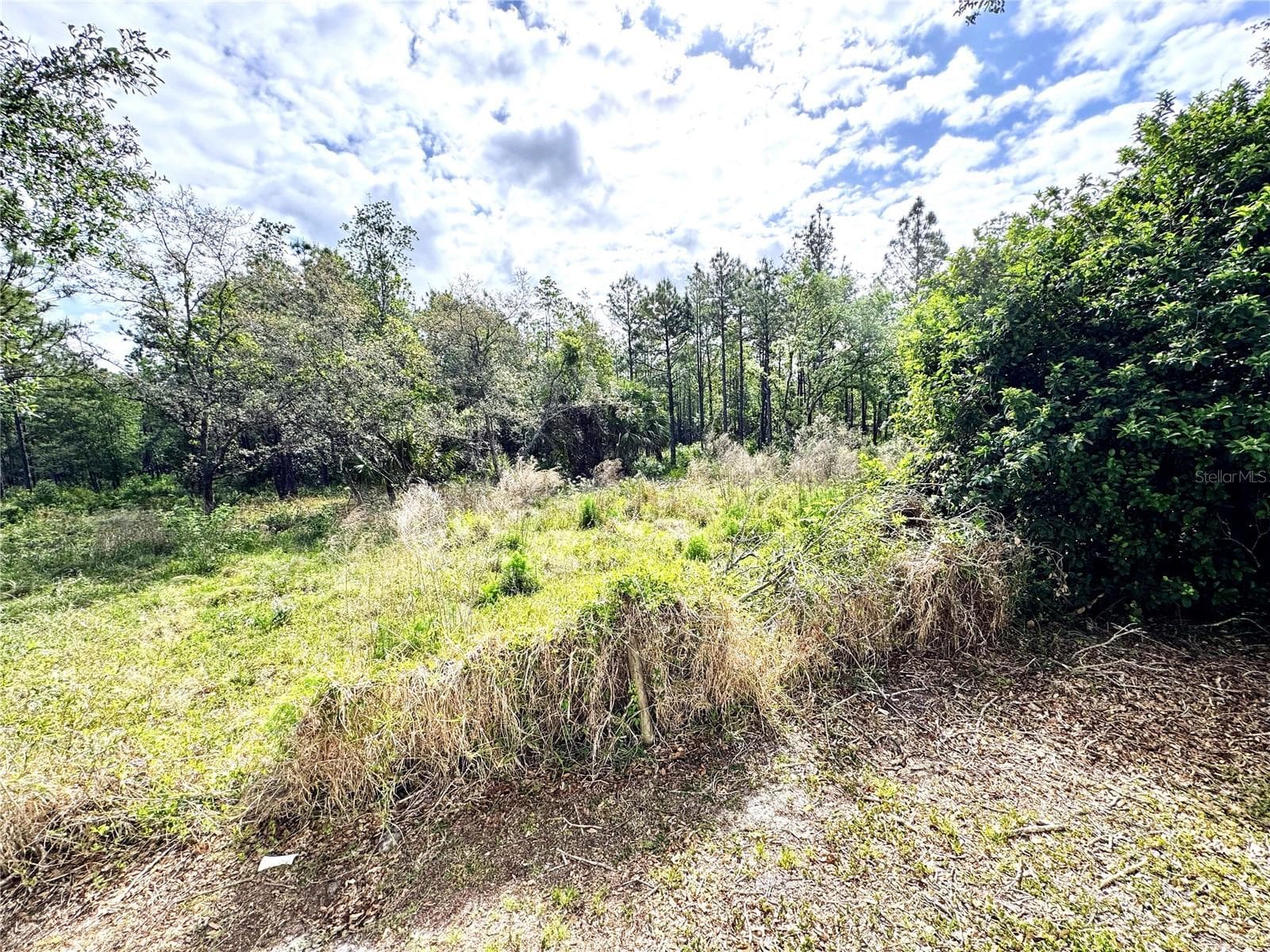 Conservation area out back - 4339 NORTHERN DANCER WAY, ORLANDO