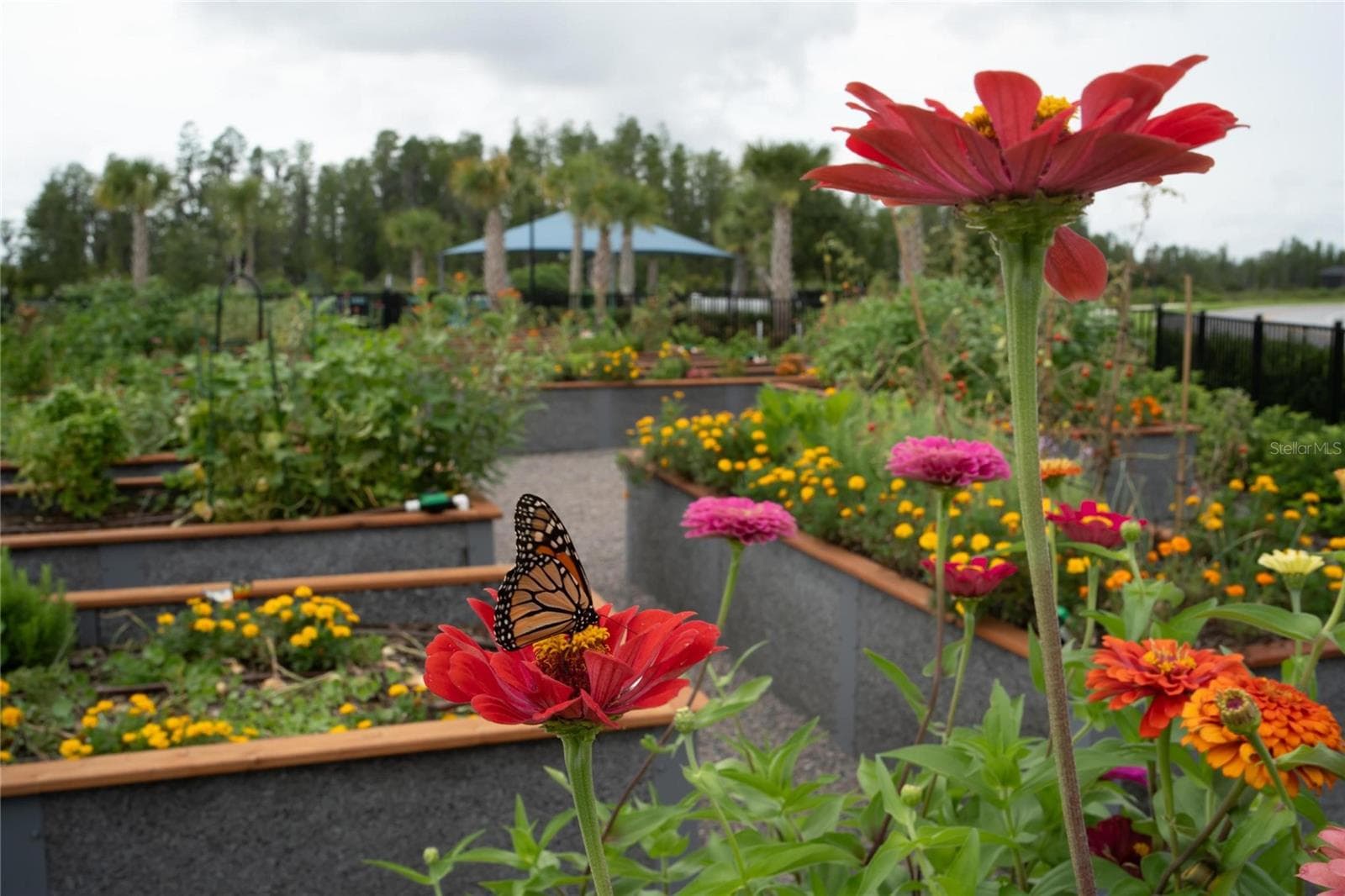 Flower and vegetable garden - 18752 HORIZON VIEW PT, LAND O LAKES