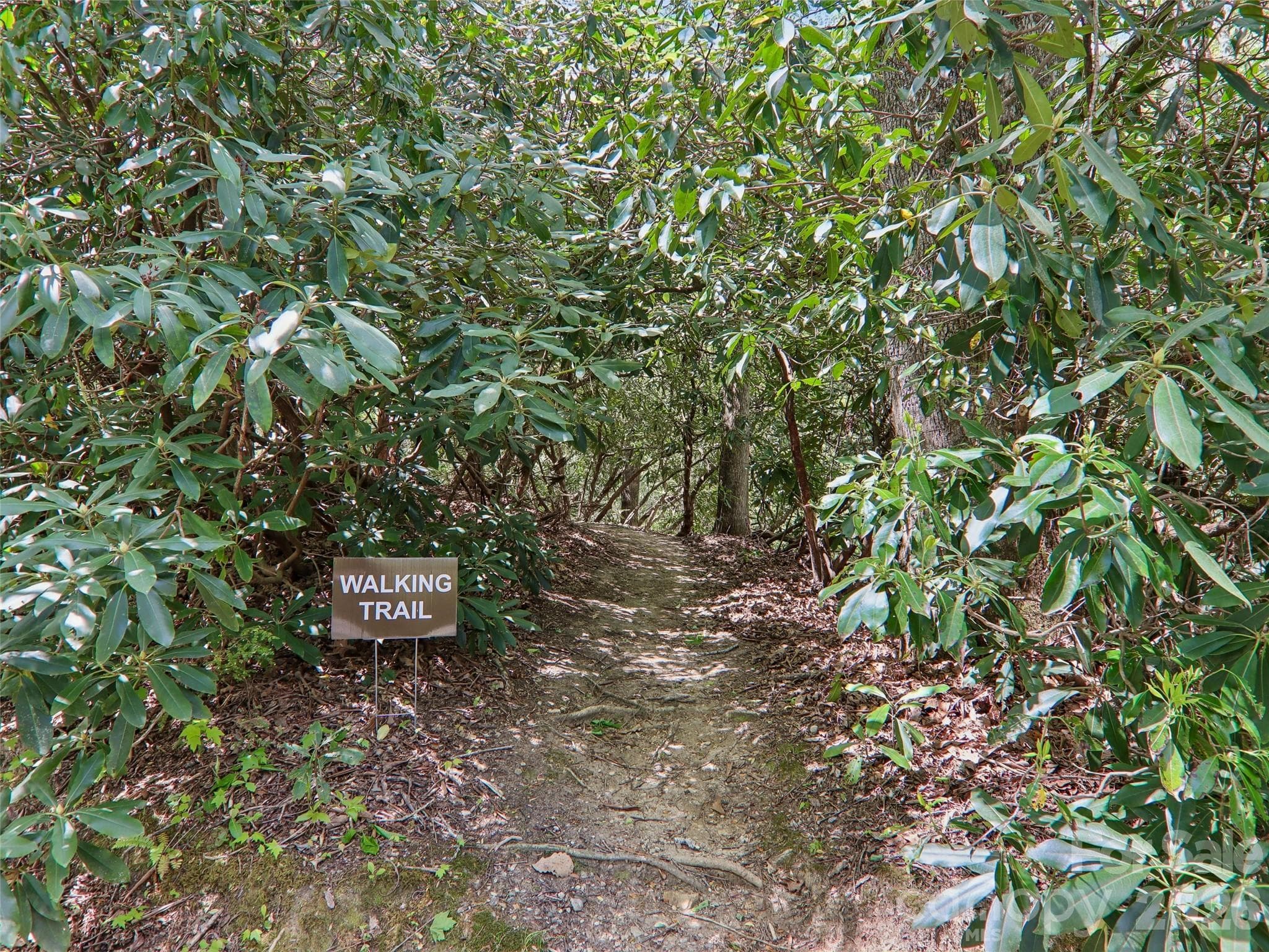 Private walking trail - Pisgah Forest