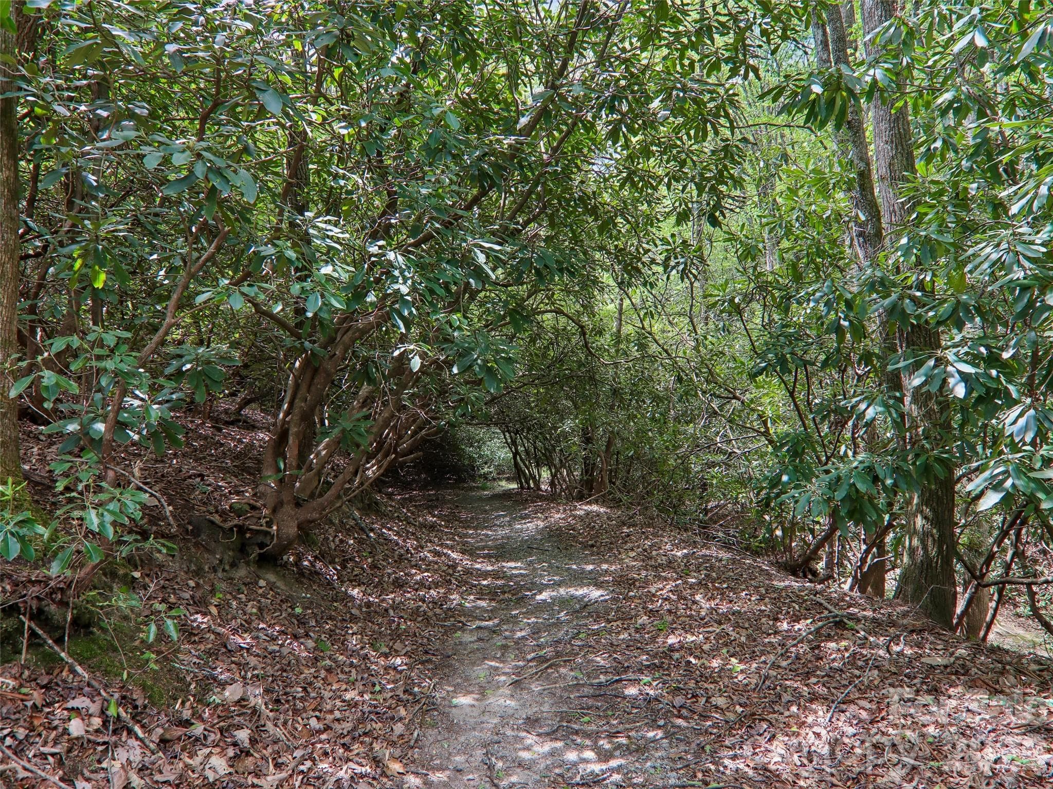 Well maintained - Pisgah Forest