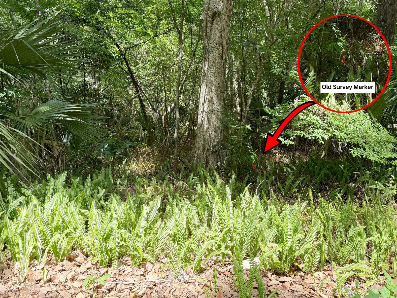 Land at SW 45TH ST, OCALA, photo 8 of 8