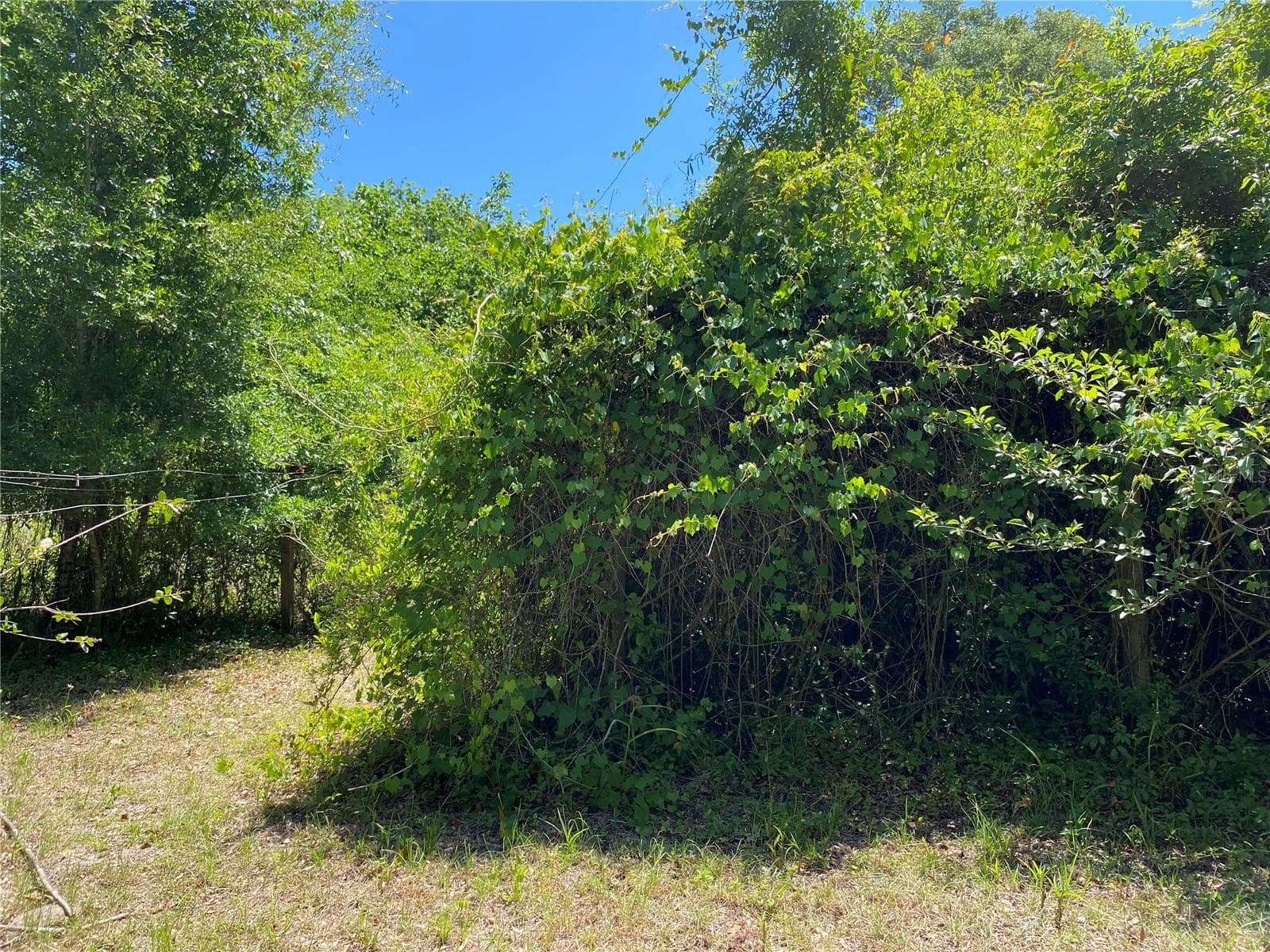 Farm at 2424 NE 170TH ST, CITRA, photo 25 of 67
