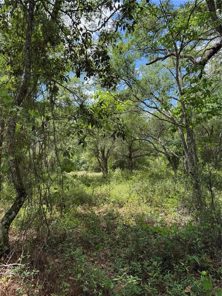 Land at LEWIS LN, WEBSTER, photo 5 of 13