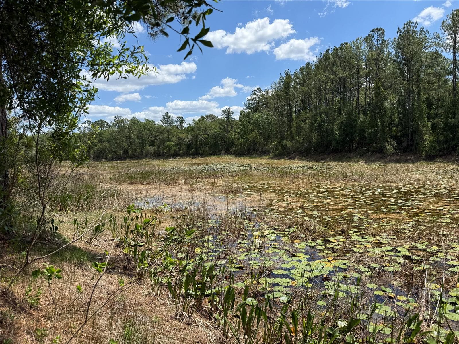 Pond at the rear of the property - LEWIS LN, WEBSTER