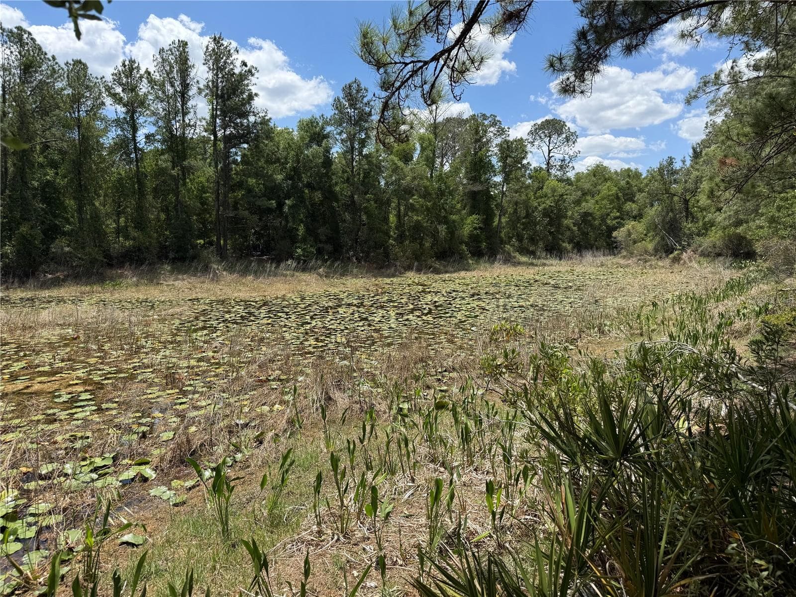 Pond at the rear of the property - LEWIS LN, WEBSTER