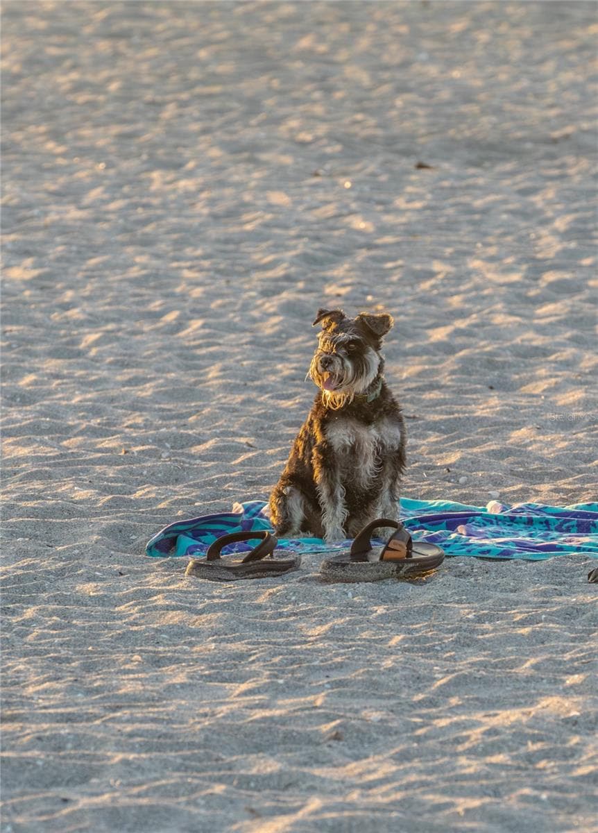 Dog beach - 316 ALBA ST E, VENICE