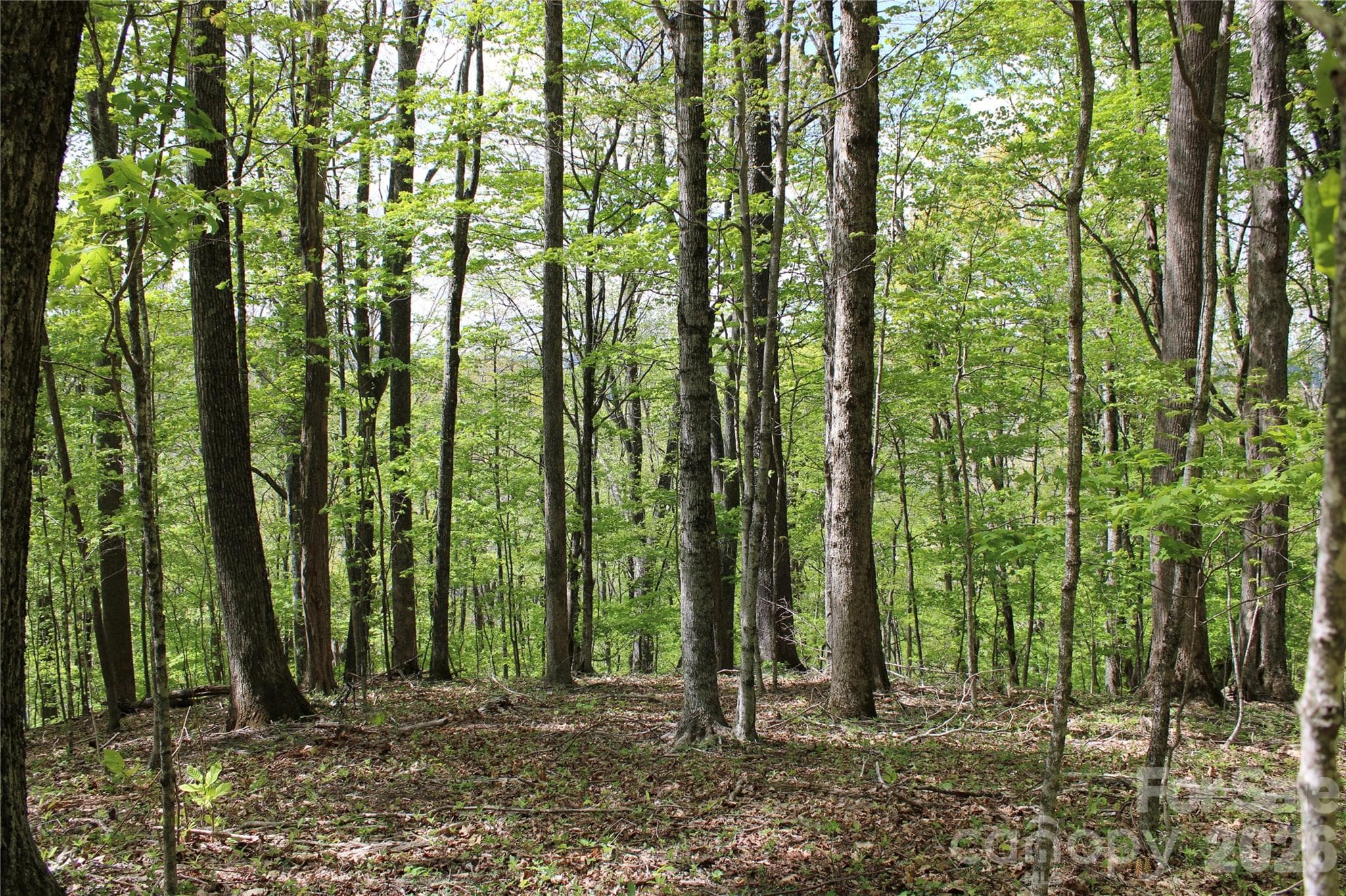 Acreage at Mars Hill, photo 7 of 23