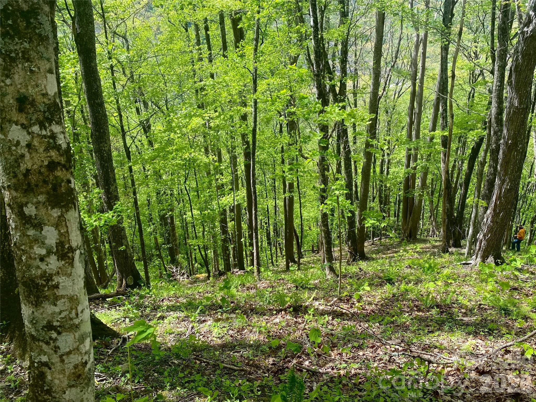 Acreage at Mars Hill, photo 10 of 23