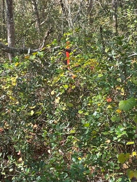 Land at 9345 SE 195TH AVE, OCKLAWAHA, photo 6 of 15
