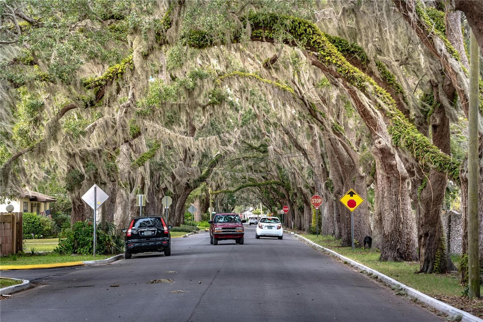 Ocala is known for its canopied roads - 2415 NE 7TH ST #8, OCALA