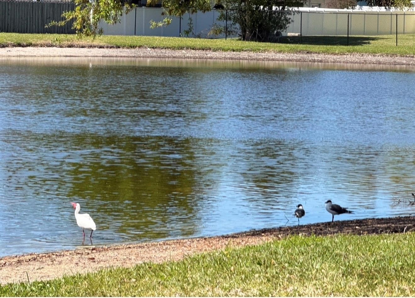 A bird watcher's delight! A wide variety of water birds visit all the time. - 3815 N OAK DR #G71, TAMPA