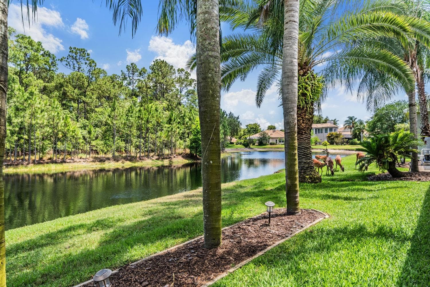 Single Family Residence at 4561 ROANOAK WAY, PALM HARBOR, photo 58 of 81
