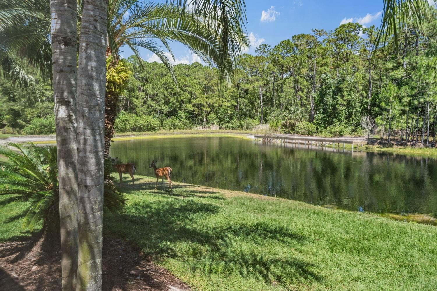 Single Family Residence at 4561 ROANOAK WAY, PALM HARBOR, photo 59 of 81