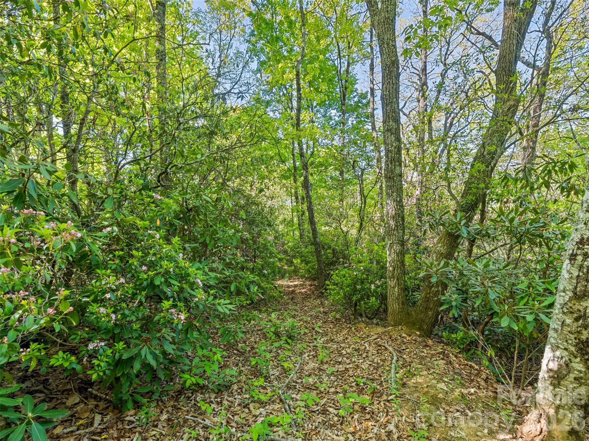 Lot at Waynesville, photo 2 of 6