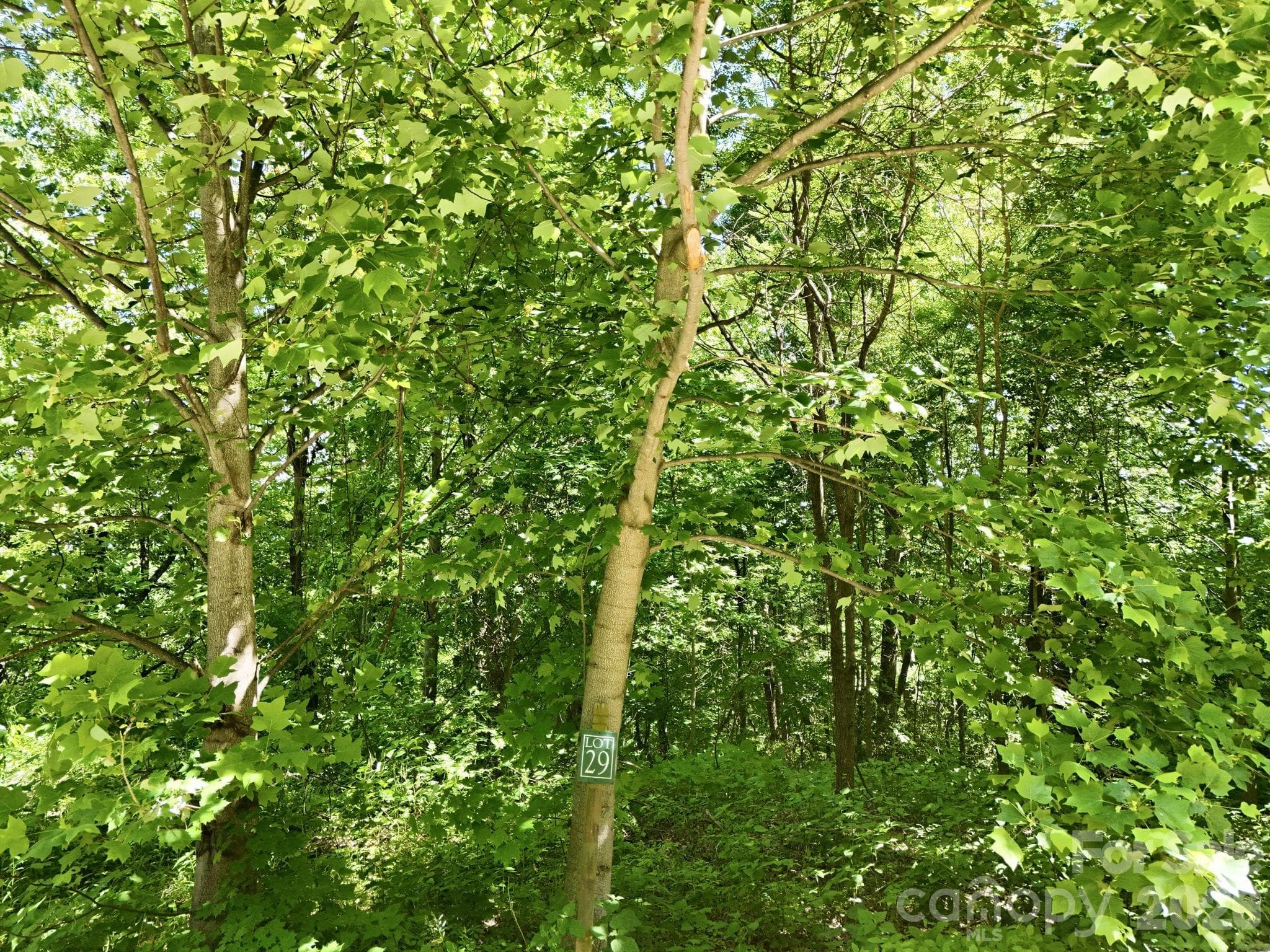 Currently wooded property - Black Mountain