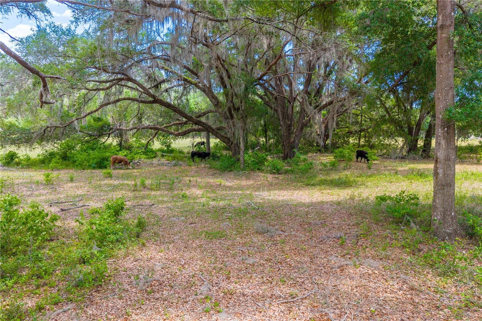Land at TBD SW 170TH ST, NEWBERRY, photo 28 of 29