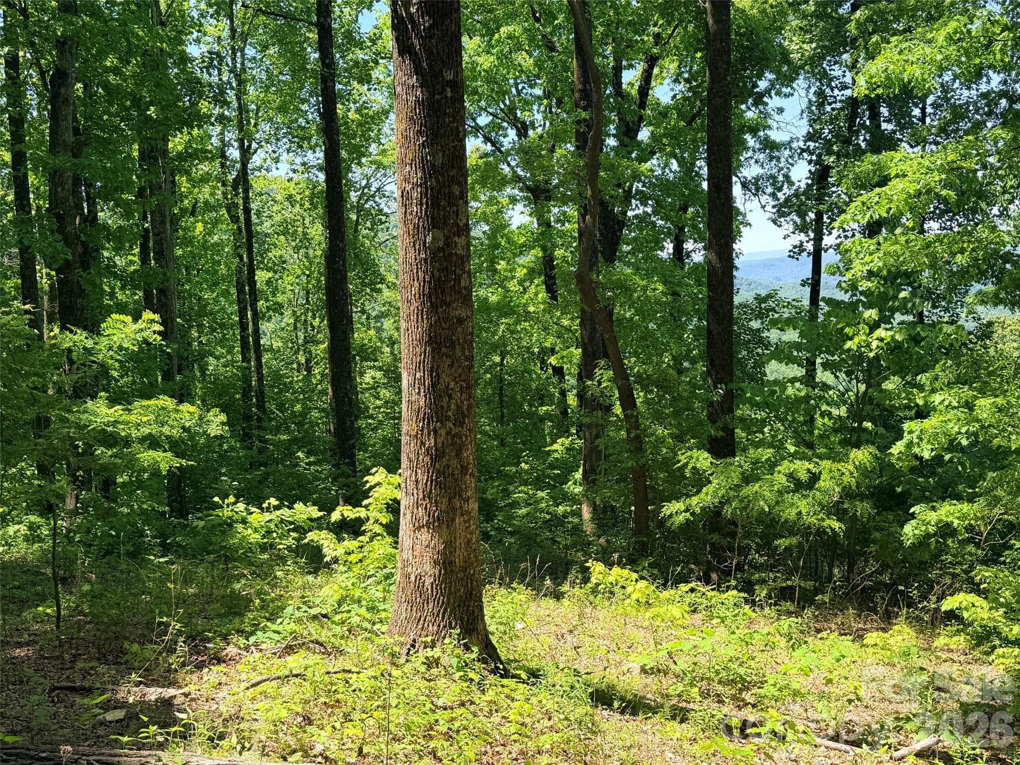 Acreage at Black Mountain, photo 6 of 12