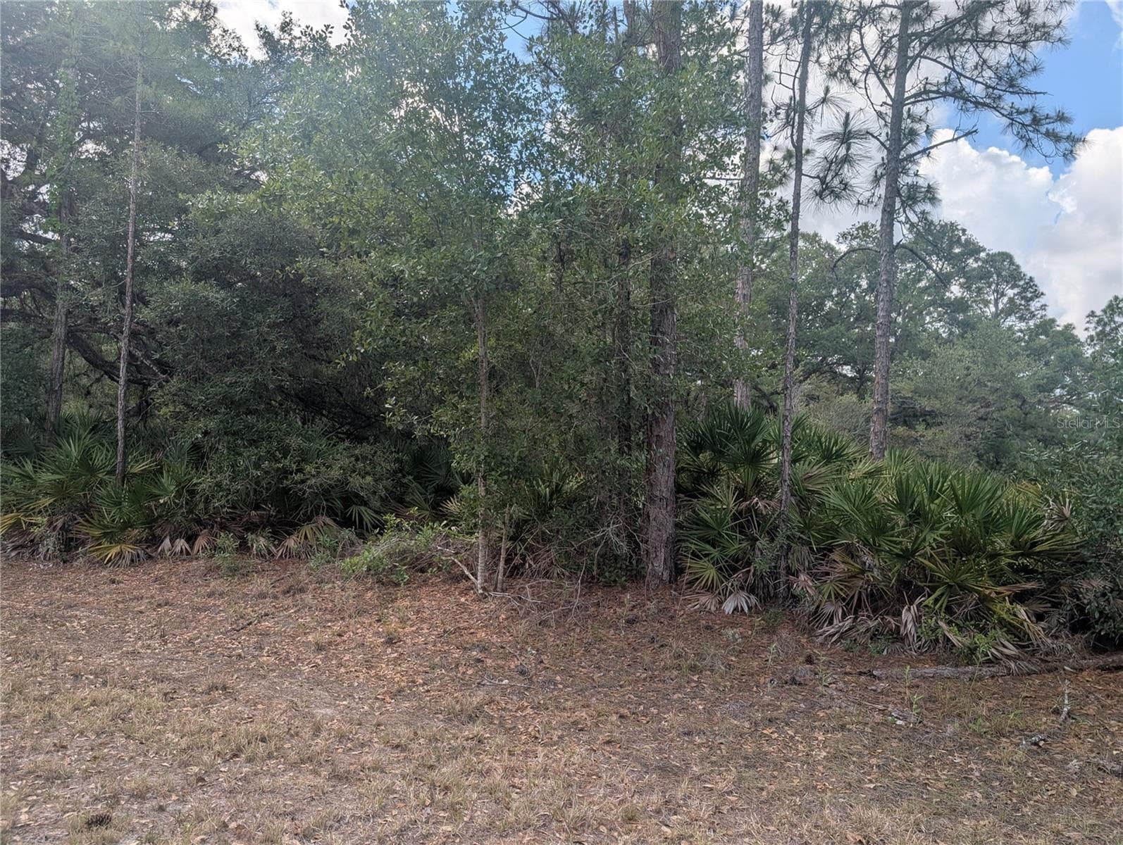 ALLAMANDA DR